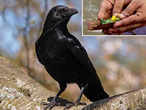 2. कौए की चोंच में फूल-पत्ती