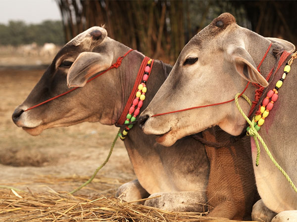 गाय को खाना खिलाएं