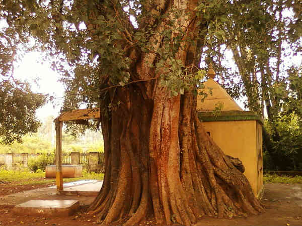 7. पीपल, वट वृक्ष काटना