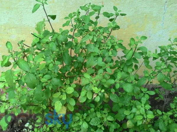 घर पर लगाएं तुलसी