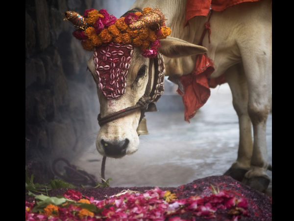 गौ माता की पूजा