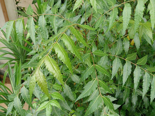 रैशेज से बचने के घरेलू उपाय