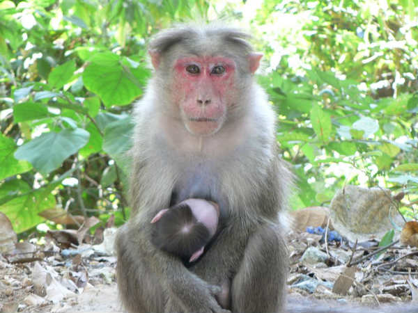 कितना पुराना है मंकी फीवर का इतिहास
