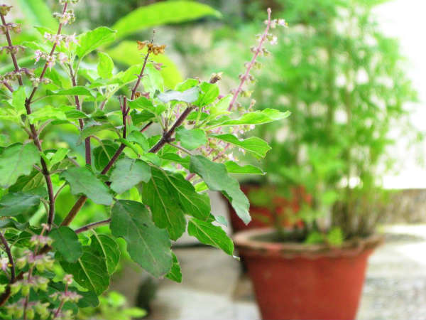 amazing and religious facts about tulsi
