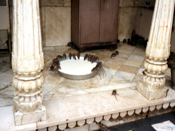 करनी माता मंदिर, राजस्थान