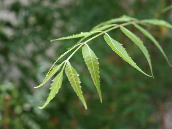 नीम और तुलसी के पत्ते
