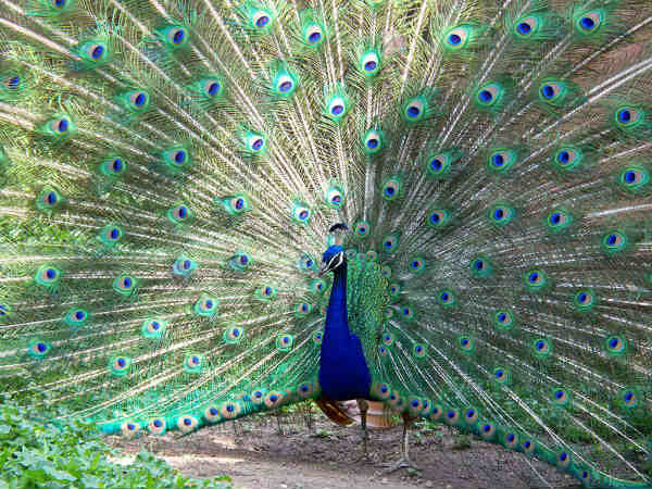 8. मोर