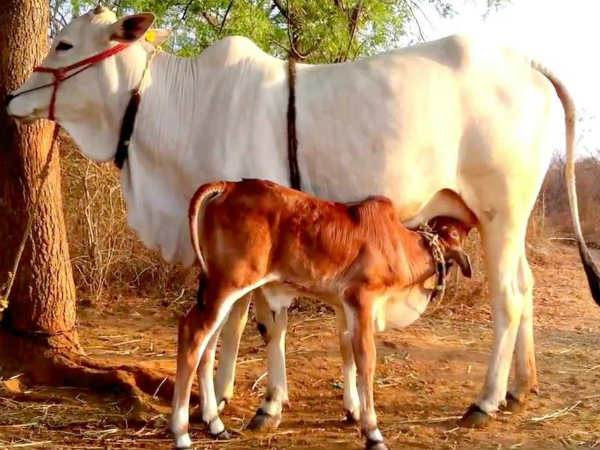 गाय दिख जाए