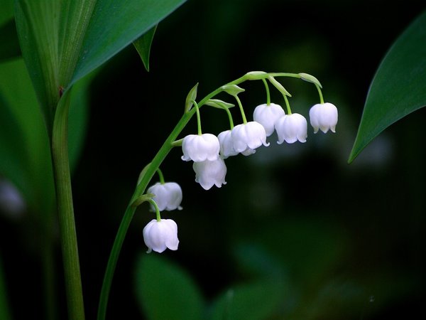 लिली