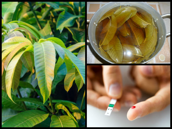 mango leaf, nari