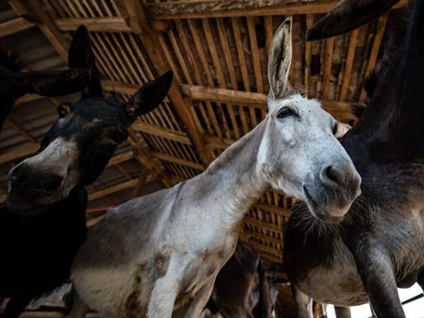 मां के दूध जितना हेल्दी