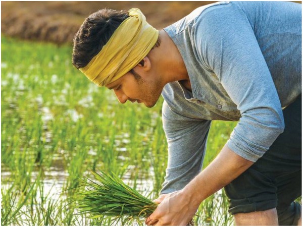 1 अगस्त- हरियाली अमावस्या