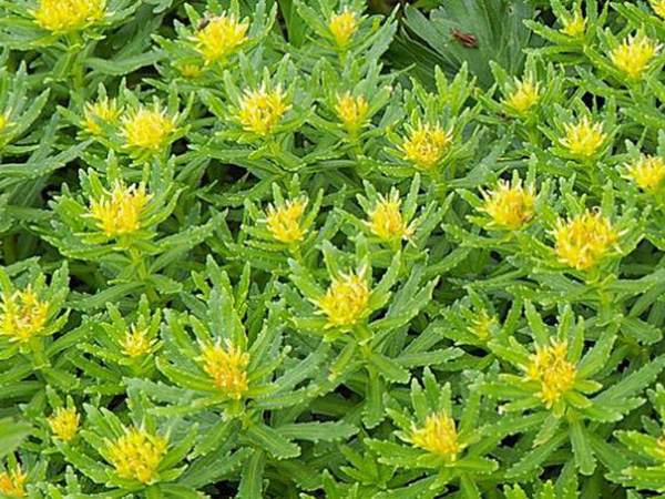 रेडियोएक्टिव प्रभाव से बचाने में कारगर