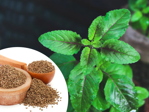 2. तुलसी और अजवाइन 2. तुलसी और अजवाइन