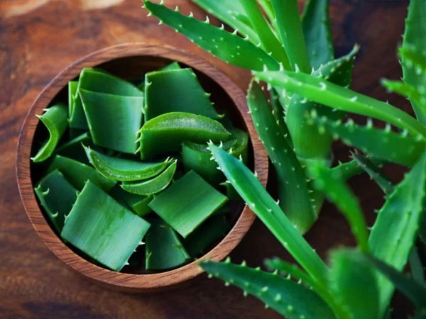 Use Aloevera Gel As A Night Cream : बेदाग स्किन के लिए एलोवेरा जेल को नाइट क्रीम की तरह करें इस्तेमाल - Hindi Boldsky