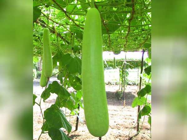 लौकी और गुलाब जल