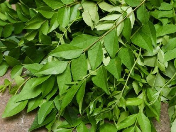 हल्दी करी पत्ते का पैक हल्दी करी पत्ते का पैक