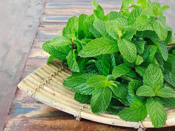 पुदीने की पत्तियां