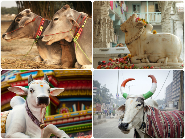 गोपाष्टमी का महत्व:
