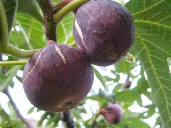 बेडू फल के फायदे बेडू फल के फायदे