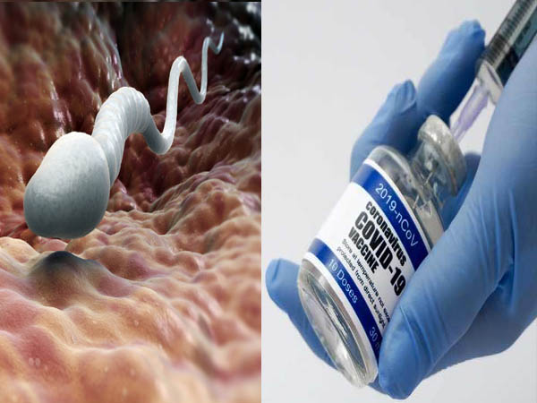 Does Covid-19 Vaccination Impact Male Fertility? Does Covid-19 Vaccination Impact Male Fertility?