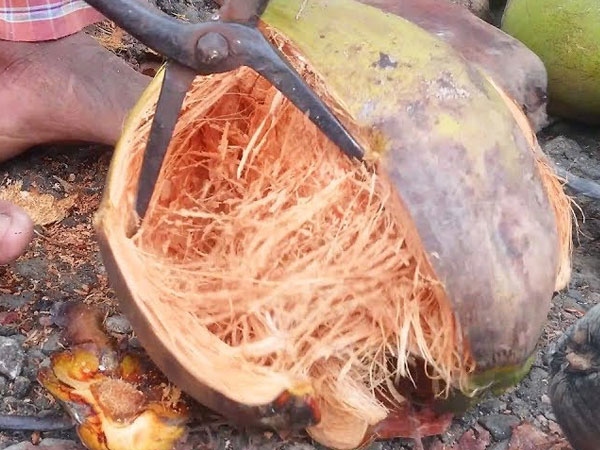 नारियल के छिलके का करें इस्तेमाल नारियल के छिलके का करें इस्तेमाल