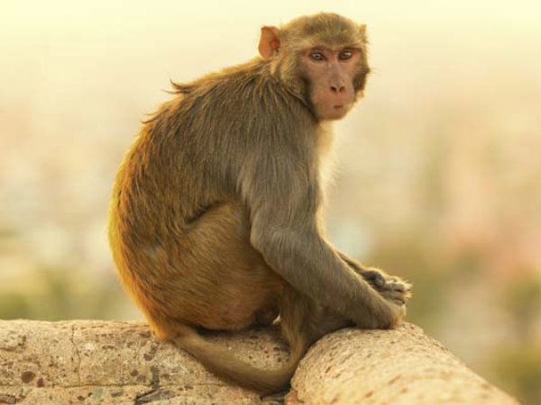 WHO ने बताया खतरनाक WHO ने बताया खतरनाक