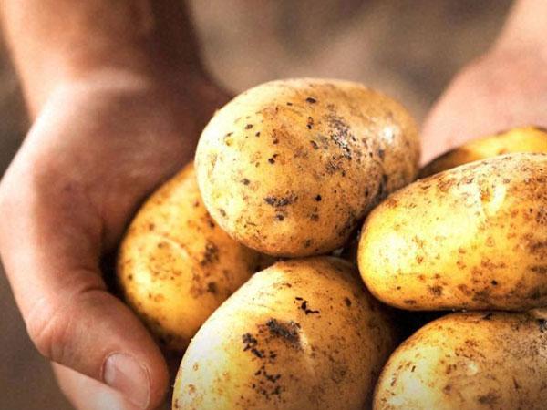 भारत में आलू कब आया? भारत में आलू कब आया?