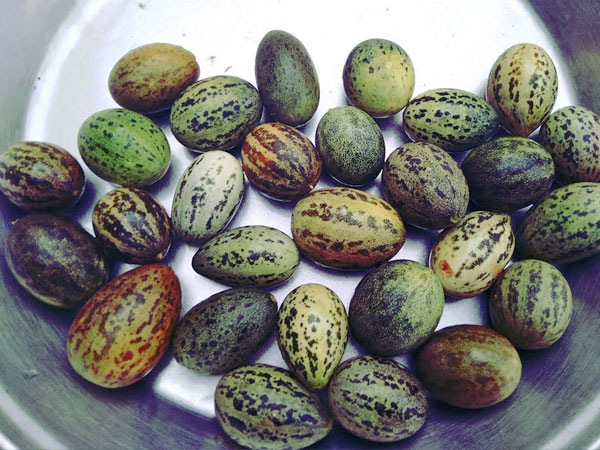 एंटीऑक्सीडेंट्स और प्रोटीन से भरपूर एंटीऑक्सीडेंट्स और प्रोटीन से भरपूर