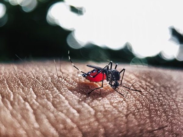 दिन में काटता है डेंगू का मच्छर दिन में काटता है डेंगू का मच्छर