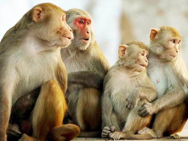 क्या होता है मंकी बी वायरस क्या होता है मंकी बी वायरस