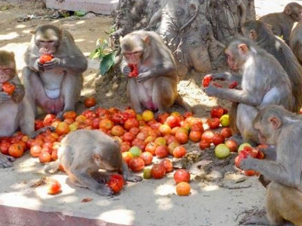ऐसे फैल सकता है मंकी बी वायरस ऐसे फैल सकता है मंकी बी वायरस