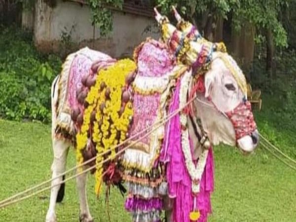 साल 2021 में पोला पर्व साल 2021 में पोला पर्व