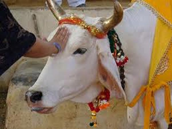 पोला पर्व का महत्व पोला पर्व का महत्व
