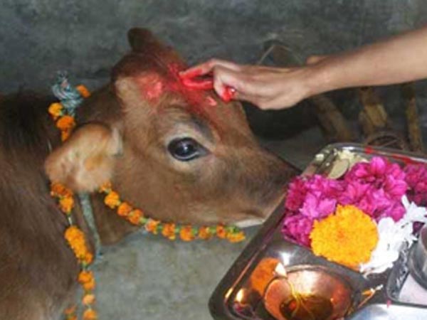 गाय को खिलाएं घी व गुड़ गाय को खिलाएं घी व गुड़