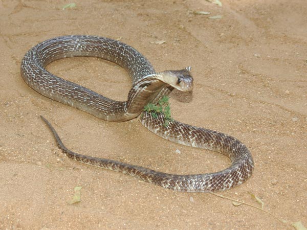 जब तेजाजी महाराज को सांप ने डंसा जब तेजाजी महाराज को सांप ने डंसा
