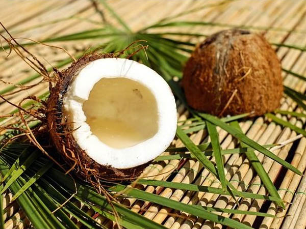 वैज्ञानिक नाम “कोको न्यूसिफेरा है। वैज्ञानिक नाम “कोको न्यूसिफेरा है।