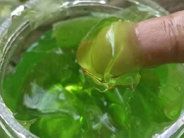नागफनी से कैसे निकाले जेल नागफनी से कैसे निकाले जेल