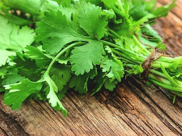 धनिया हेयर मास्क धनिया हेयर मास्क