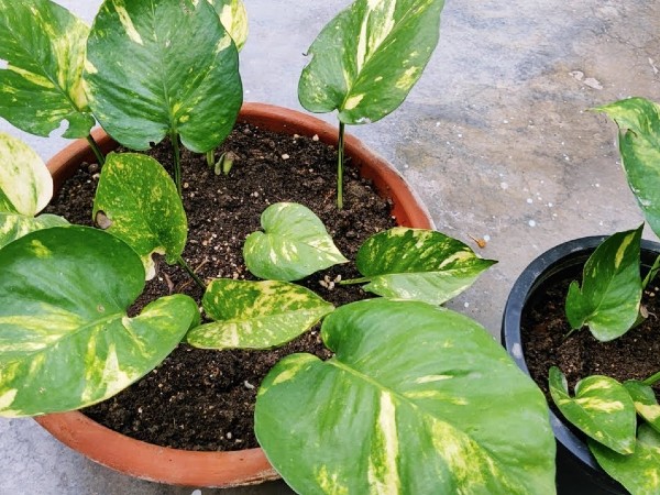 पौधे की कटिंग कैसे करें पौधे की कटिंग कैसे करें