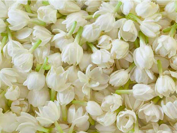 चमेली की खुशबू से महक उठेगा आपका घर आंगन चमेली की खुशबू से महक उठेगा आपका घर आंगन