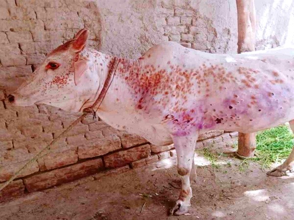 क्या बीमारियां इंसानों को प्रभावित कर सकती हैं? क्या बीमारियां इंसानों को प्रभावित कर सकती हैं?