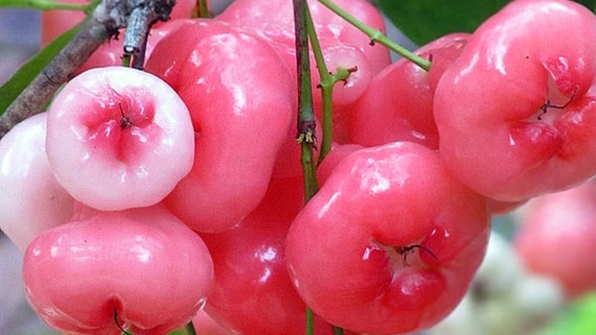 Rose Apple Beauty Benefits निखरी त्वचा के लिए डाइट मे शामिल करें ये