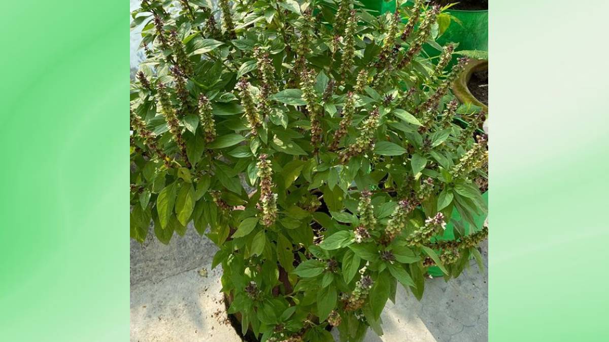 Types of Tulsi: जानिए तुलसी के 5 प्रकार और उनके हेल्थ बेनिफिट्स | Types