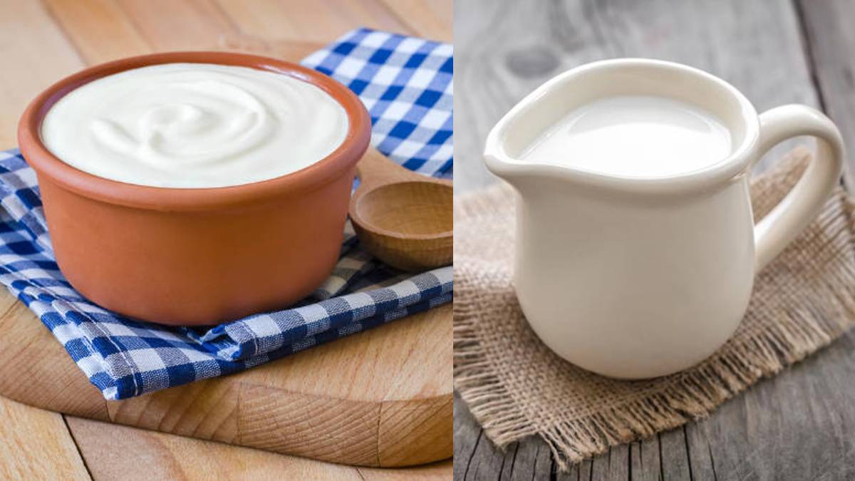 Milk vs Curd दूध या दही, क‍िस डेयरी प्रोडक्‍ट में होता है ज्‍यादा