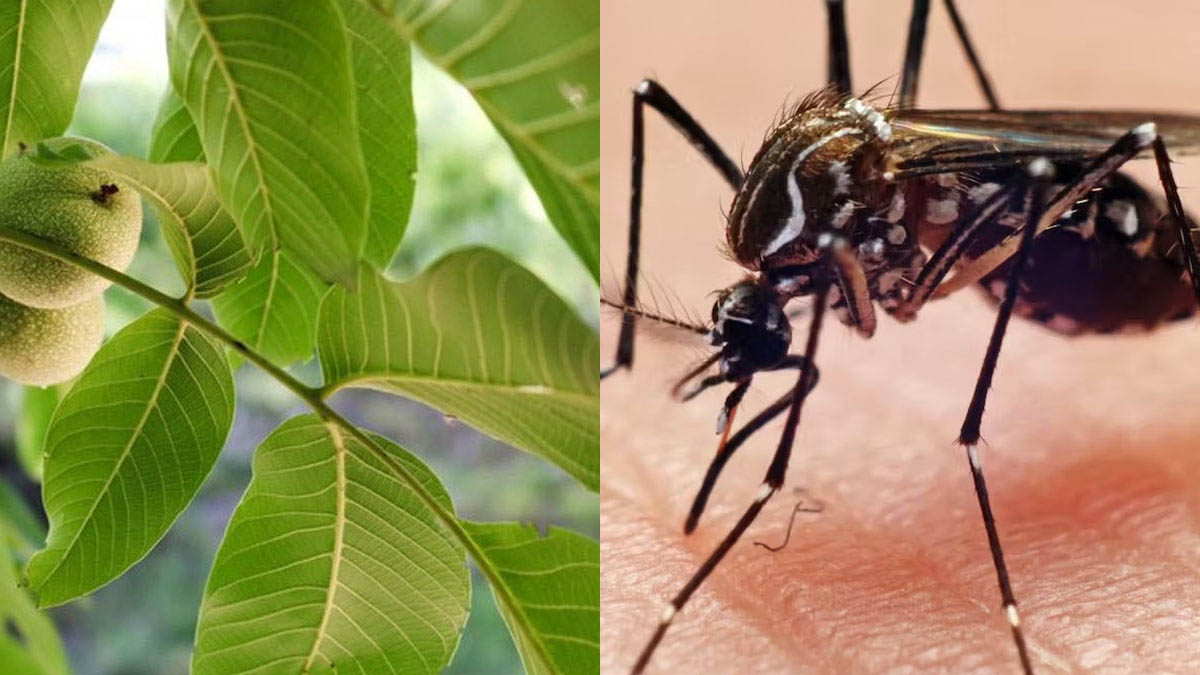 dengue-remedies-5