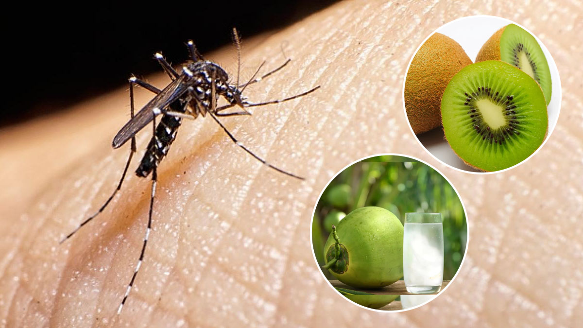 डेंगू ने बढ़ा दी कीवी और नारियल पानी की डिमांड, सेवन करने से तुरंत प्