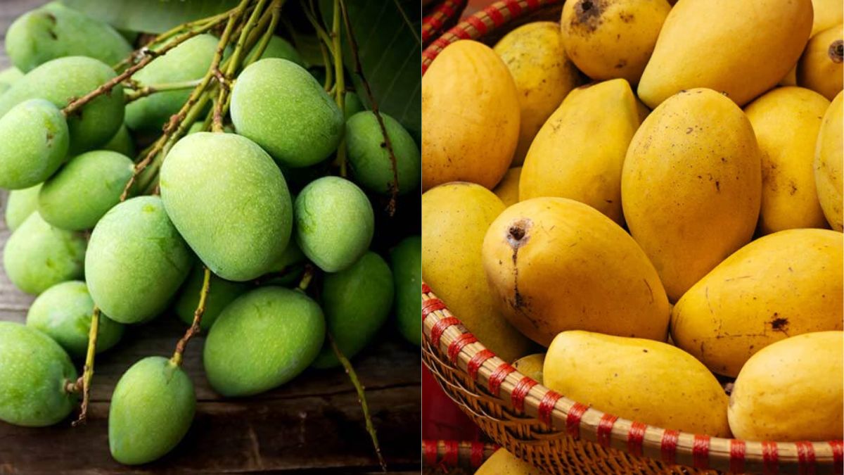 Raw vs Ripe Mango कच्चा आम या पक्का आम, इस भीषण गर्मी में क्‍या खाना