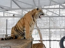 च‍िड़िया की तरह गाने वाले शावक  का वीड‍ियो हुआ वायरल